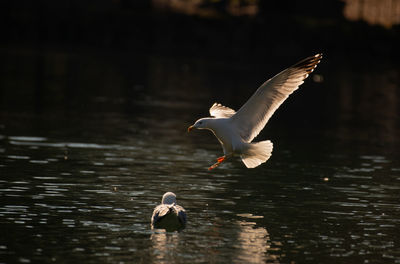 Seagull landing 