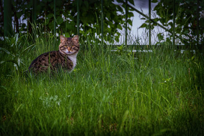 Cat on grass against fence