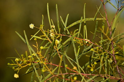 Close-up of flowering plant