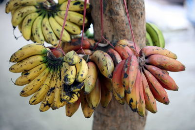 Bunch of banana attached on strings hanging on tree trunk