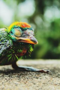 Beautiful and cute blue throated barbet chick