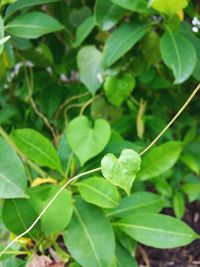 Close-up of fresh green leaves