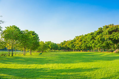 Scenic view of trees on field against sky