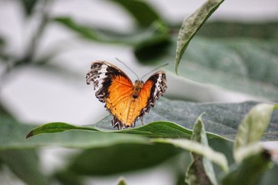 Butterfly on flower