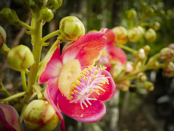 Close-up of pink flowers blooming outdoors