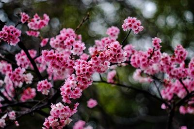 Close-up of pink cherry blossoms in spring