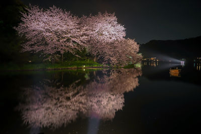 Illuminated trees by lake against sky at night