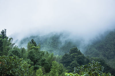 Trees in forest against sky