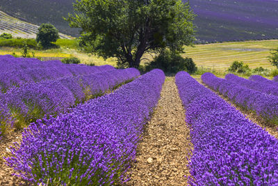 Purple flowering plants on field