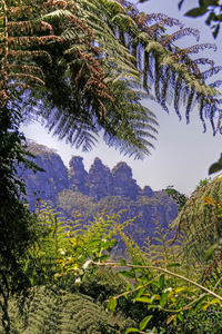 Scenic view of tree mountains against sky