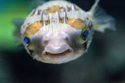 Spiny porcupinefish diodon holocanthus has eyes that sparkle with blue flecks and skin with spines. 