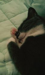 Close-up of cat sleeping