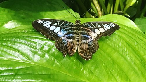 Close-up of butterfly on leaves