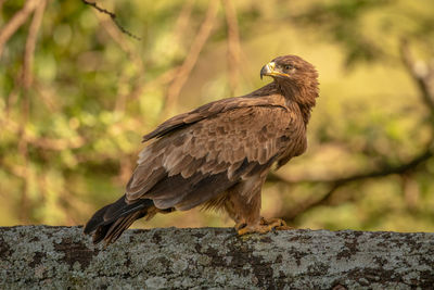 Close-up of eagle perching on rock