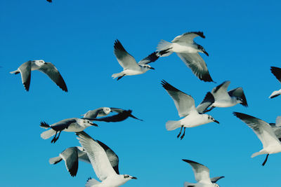 Low angle view of birds flying against clear sky