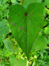 Close-up of green leaves