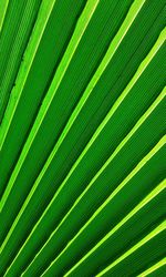 Full frame shot of palm leaf