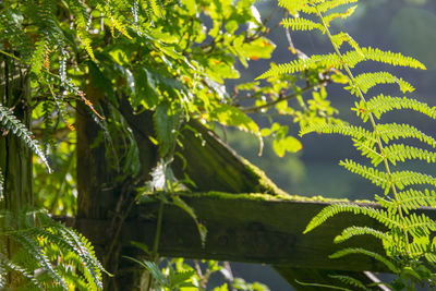 Close-up of green leaves on tree