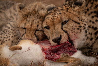 Cheetah hunting in forest