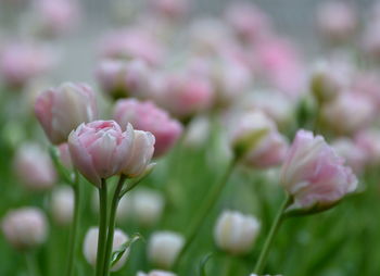 Close-up of pink flowers