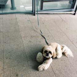 Dog lying on ground