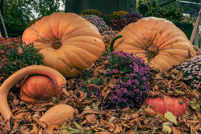 Pumpkins on market. pumpkins festival. autumn market. pumpkins in leaves on the ground.