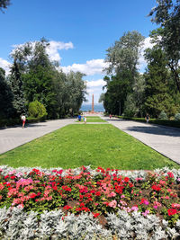 View of flowering plants in park