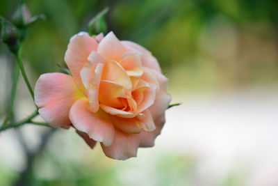 Close-up of rose against blurred background