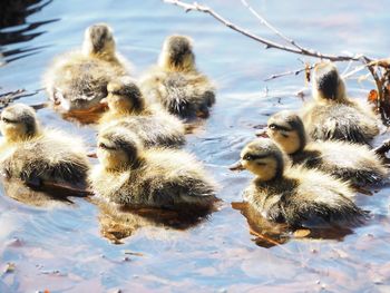 Ducks in a lake