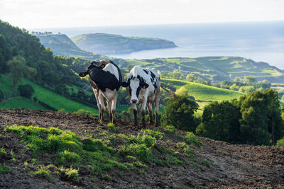 Horses grazing on field