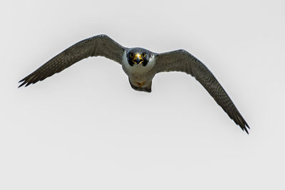 Low angle view of eagle flying over white background