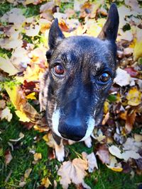 High angle portrait of a dog on field