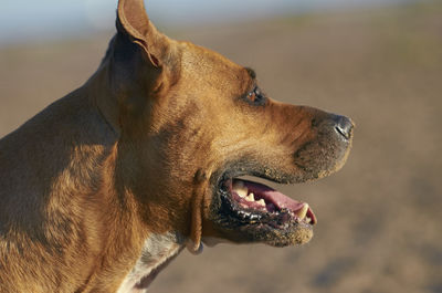 Close-up of a dog