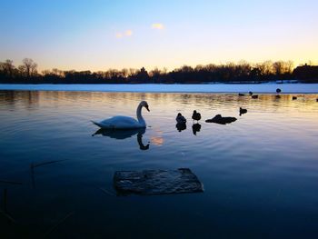 Birds in calm lake