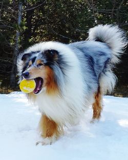 Close-up of dog in snow