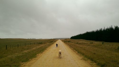 Road passing through field