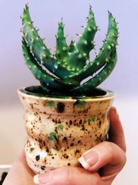 Close-up of hand holding cactus