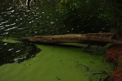 Close-up of lizard on tree trunk in forest