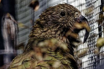 Close-up of owl in cage