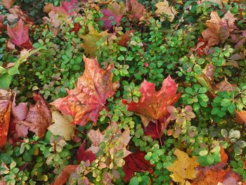 High angle view of autumn leaves on field