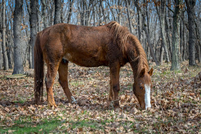 Horse in a forest