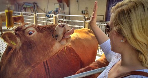 Woman gesturing by cow at farm