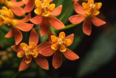 Close-up of yellow flowering plant