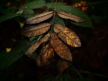 Close-up of dry leaves on plant