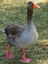 Close-up of a bird on field