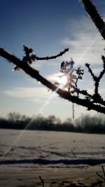 Close-up of tree against sky during sunset