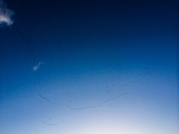 Low angle view of birds flying against blue sky