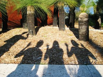 Shadow of palm tree