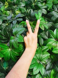 Midsection of woman touching leaves