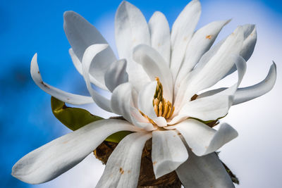 Close-up of white flowering plant